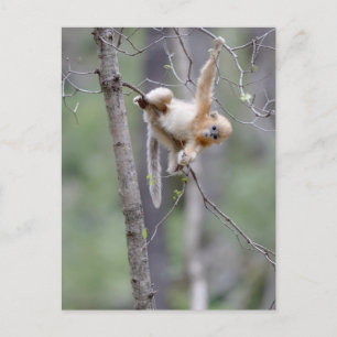 Carte Postale Singe doré mou à nez serré sur les branches d'arbr
