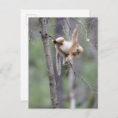 Carte Postale Singe doré mou à nez serré sur les branches d'arbr (Devant / Derrière)