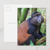 Carte Postale Singe doré, Rwanda (Devant / Derrière)