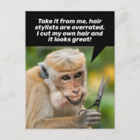 Singe Drôle Avec Un Mauvais Abris De Cheveux En Pl