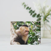 Carte Postale Singe du Costa Rica (Debout devant)