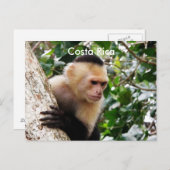 Carte Postale Singe du Costa Rica (Devant / Derrière)
