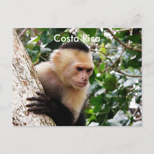Carte Postale Singe du Costa Rica (Devant)