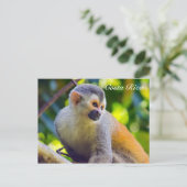 Carte Postale Singe écureuil à Manuel Antonio NP - Costa Rica (Debout devant)