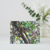 Carte Postale Singe écureuil à Manuel Antonio NP - Costa Rica (Debout devant)