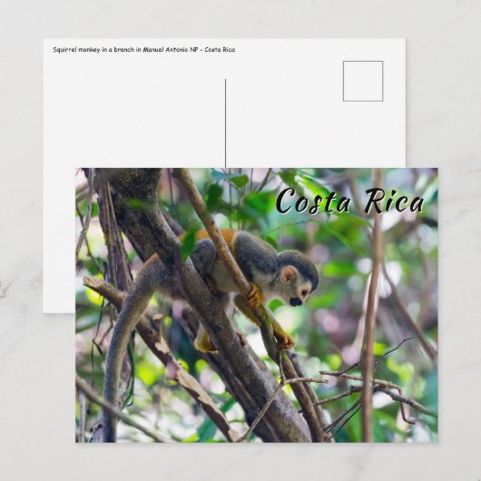 Carte Postale Singe écureuil à Manuel Antonio NP - Costa Rica (Devant / Derrière)