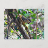 Carte Postale Singe écureuil à Manuel Antonio NP - Costa Rica (Devant)