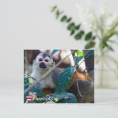 Carte Postale Singe écureuil à Manuel Antonio NP - Costa Rica (Debout devant)