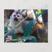 Carte Postale Singe écureuil à Manuel Antonio NP - Costa Rica (Devant)