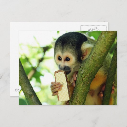Carte Postale Singe écureuil mangeant un biscuit wafer (Devant / Derrière)