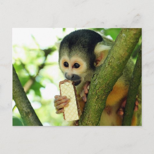 Carte Postale Singe écureuil mangeant un biscuit wafer (Devant)