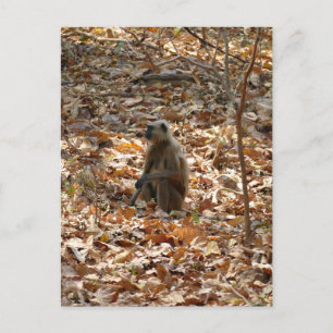 Carte Postale Singe en saison sèche
