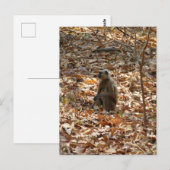 Carte Postale Singe en saison sèche (Devant / Derrière)