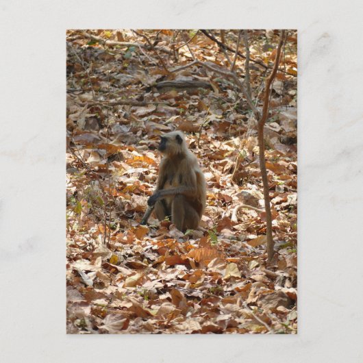 Carte Postale Singe en saison sèche (Devant)