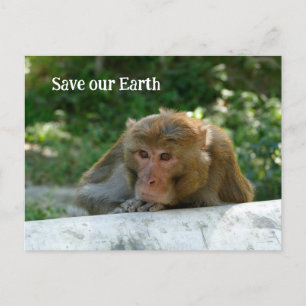 Carte Postale Singe - Grand-père