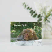 Carte Postale Singe - Grand-père (Debout devant)