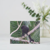 Carte Postale Singe Howler et Singe Baby dans la jungle du Costa (Debout devant)