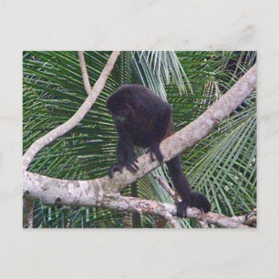 Carte Postale Singe Howler et Singe Baby dans la jungle du Costa