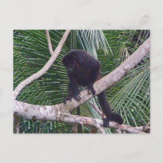 Carte Postale Singe Howler et Singe Baby dans la jungle du Costa (Devant)