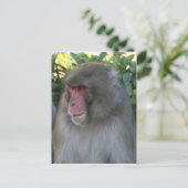 Carte Postale singe japon (Debout devant)