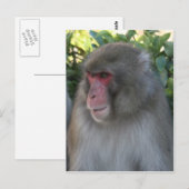 Carte Postale singe japon (Devant / Derrière)