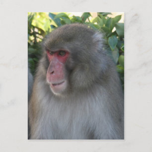 Carte Postale singe japon