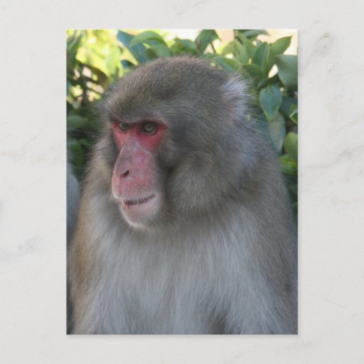 Carte Postale singe japon (Devant)