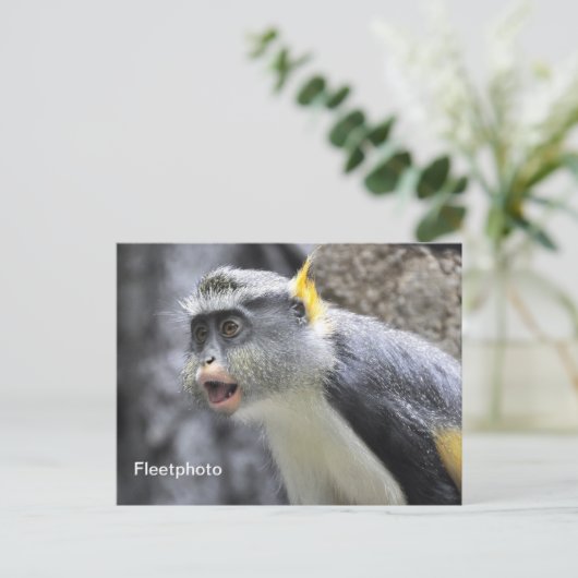 Carte Postale Singe loup multicolore (Debout devant)