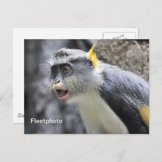 Carte Postale Singe loup multicolore (Devant / Derrière)