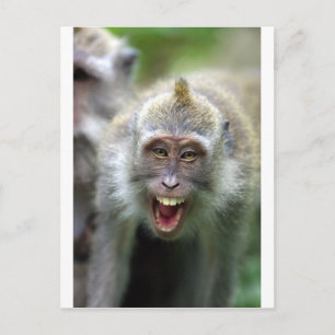 Carte Postale singe macaque