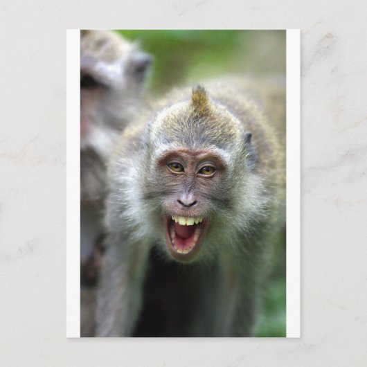 Carte Postale singe macaque (Devant)