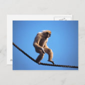 Carte Postale singe marchant sur la corde (Devant / Derrière)