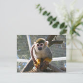 Carte Postale Singe mignon (Debout devant)