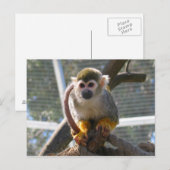 Carte Postale Singe mignon (Devant / Derrière)