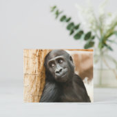 Carte Postale Singe noir de bébé (Debout devant)