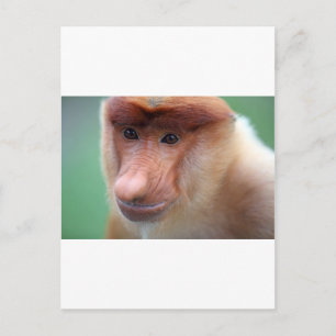 Carte Postale Singe proboscis Labuk Bay Borneo