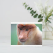 Carte Postale Singe proboscis Labuk Bay Borneo (Debout devant)