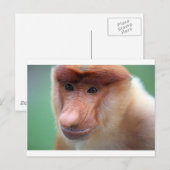 Carte Postale Singe proboscis Labuk Bay Borneo (Devant / Derrière)