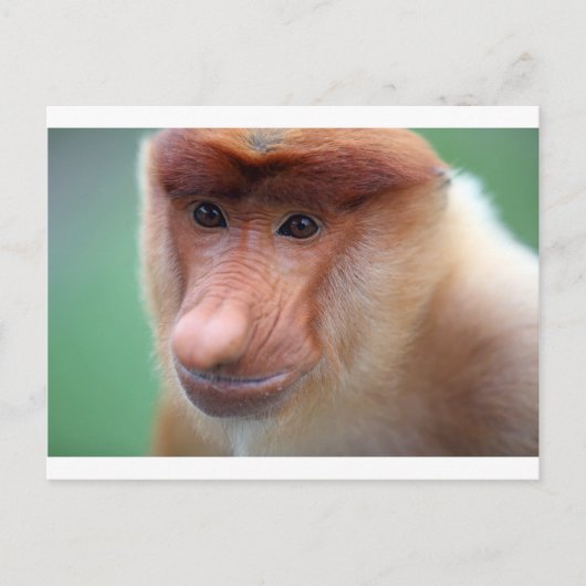 Carte Postale Singe proboscis Labuk Bay Borneo (Devant)