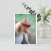 Carte Postale Singe proboscis Labuk Bay Borneo (Debout devant)