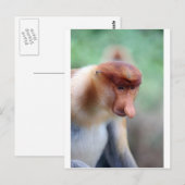 Carte Postale Singe proboscis Labuk Bay Borneo (Devant / Derrière)
