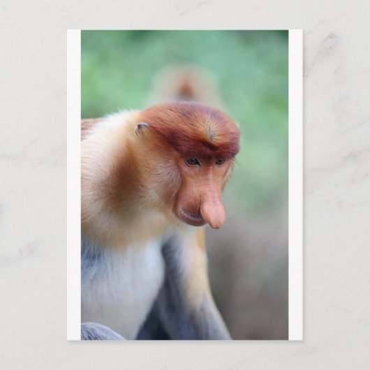Carte Postale Singe proboscis Labuk Bay Borneo (Devant)