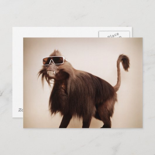 Carte Postale singe soleil (Devant / Derrière)