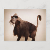 Carte Postale singe soleil (Devant)