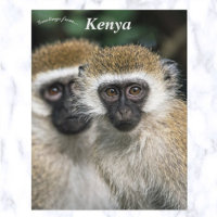 Singe Vervet à Nairobi Kenya