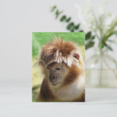 CARTE POSTALE SINGES (Debout devant)