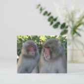 Carte Postale singes (Debout devant)