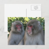 Carte Postale singes (Devant / Derrière)