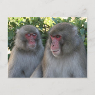 Carte Postale singes