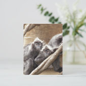 Carte Postale singes (Debout devant)